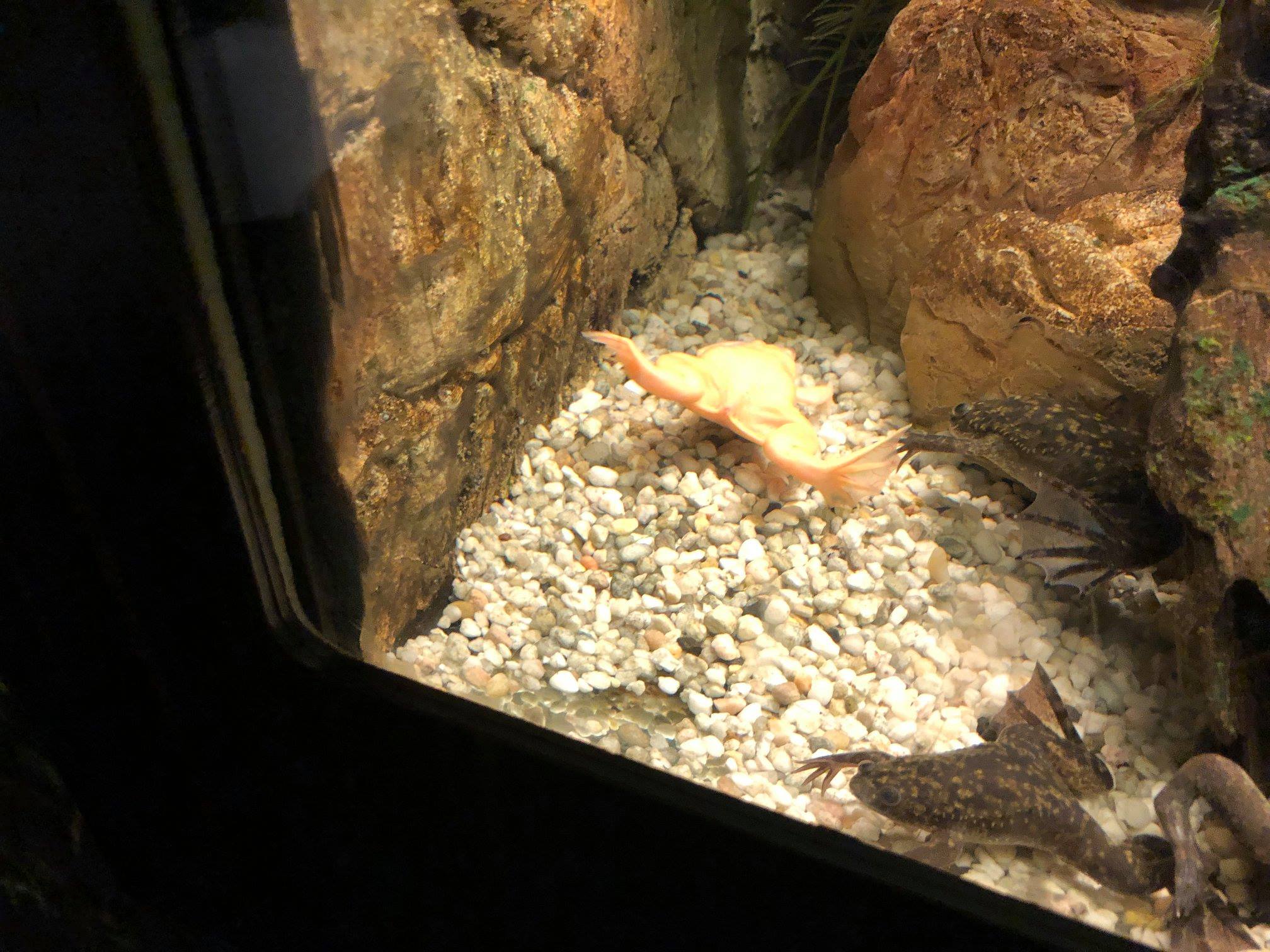 Sint-Martinus den XIIde - Zoo Antwerpen Kapoenen